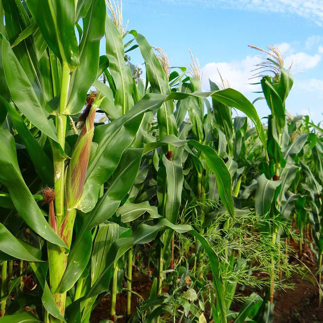 Blog Diciembre 2024!